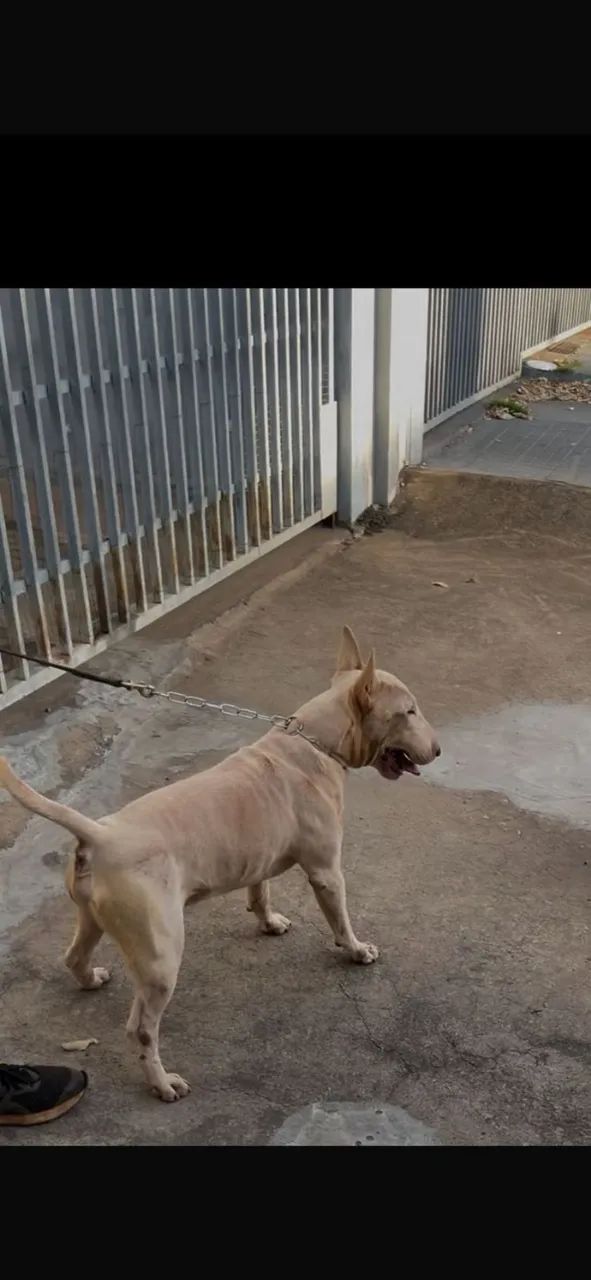Filhote Macho de Bull Terrier - Foto 3