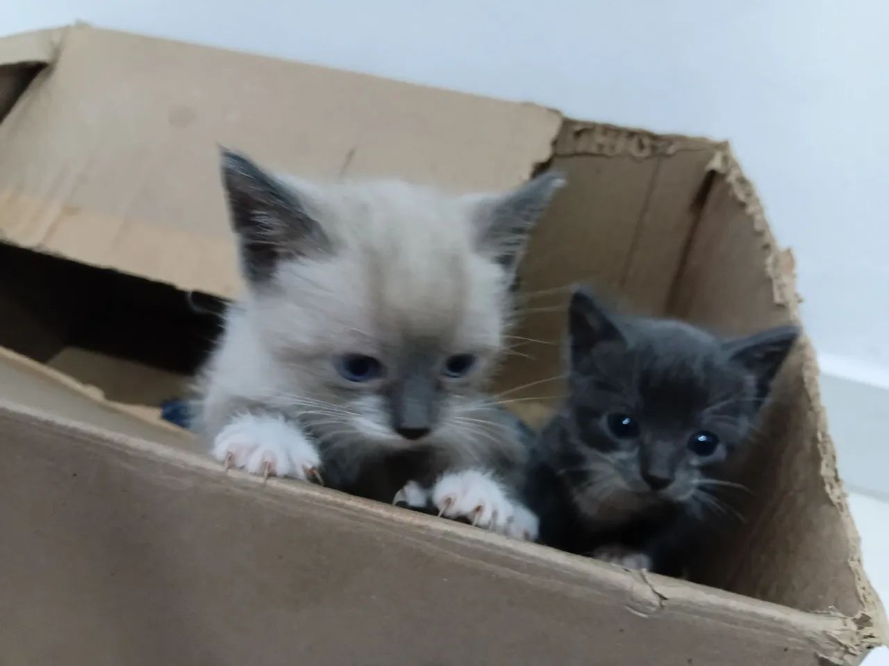 Gatinho filhote - Foto 4