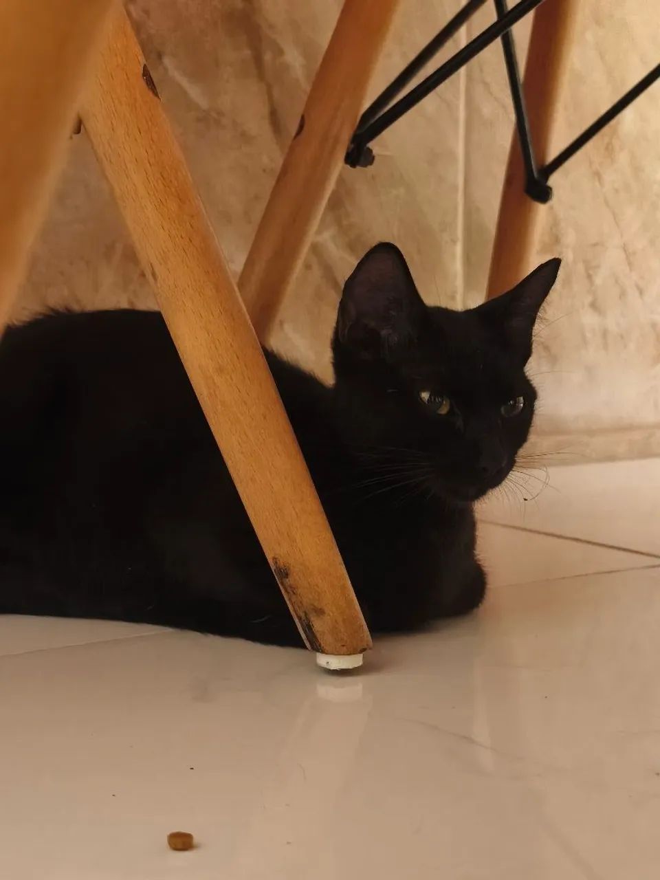Adoção gata  - Foto 2