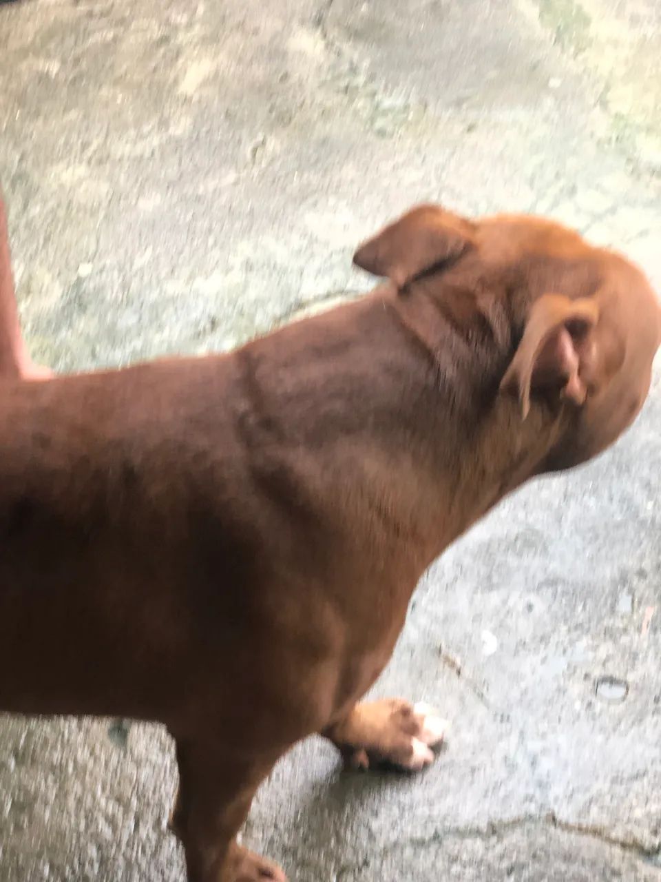 Pit monster 11 meses super dócil - Cachorros - Parque Guadalajara