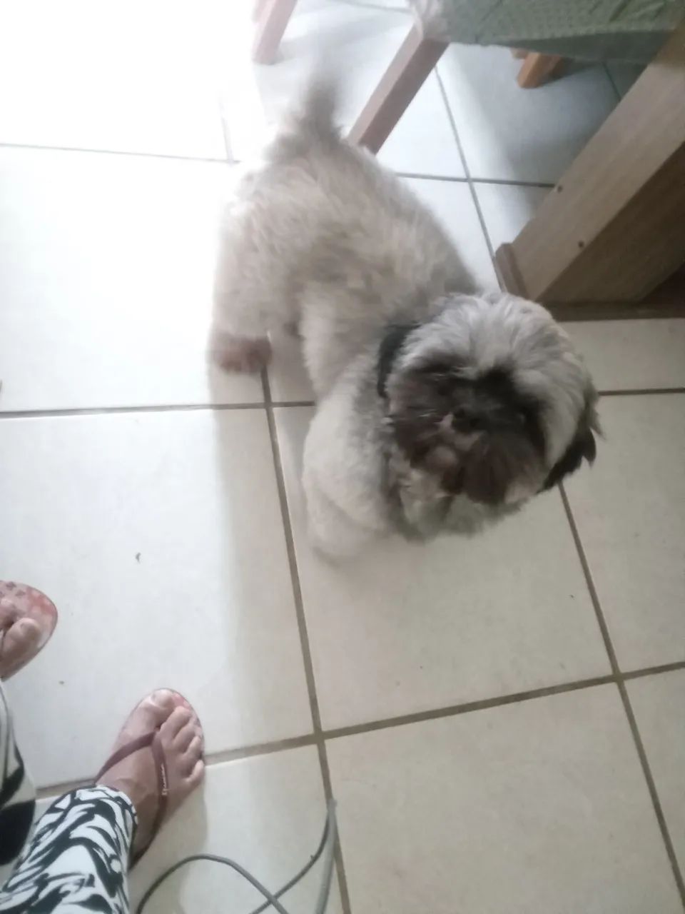 Vendo um cachorro