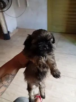 Shitzu mini