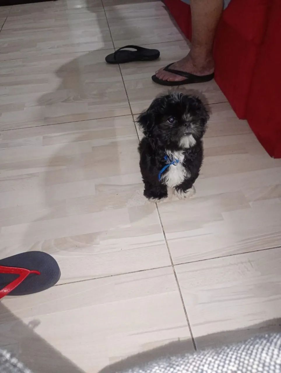 Shitzu preto, Macho - Foto 2