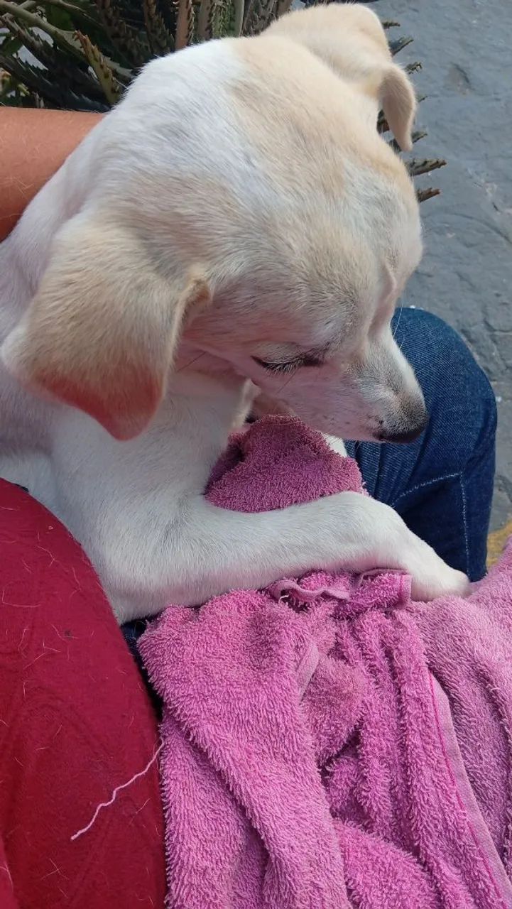 Doação cachorrinha  - Foto 3