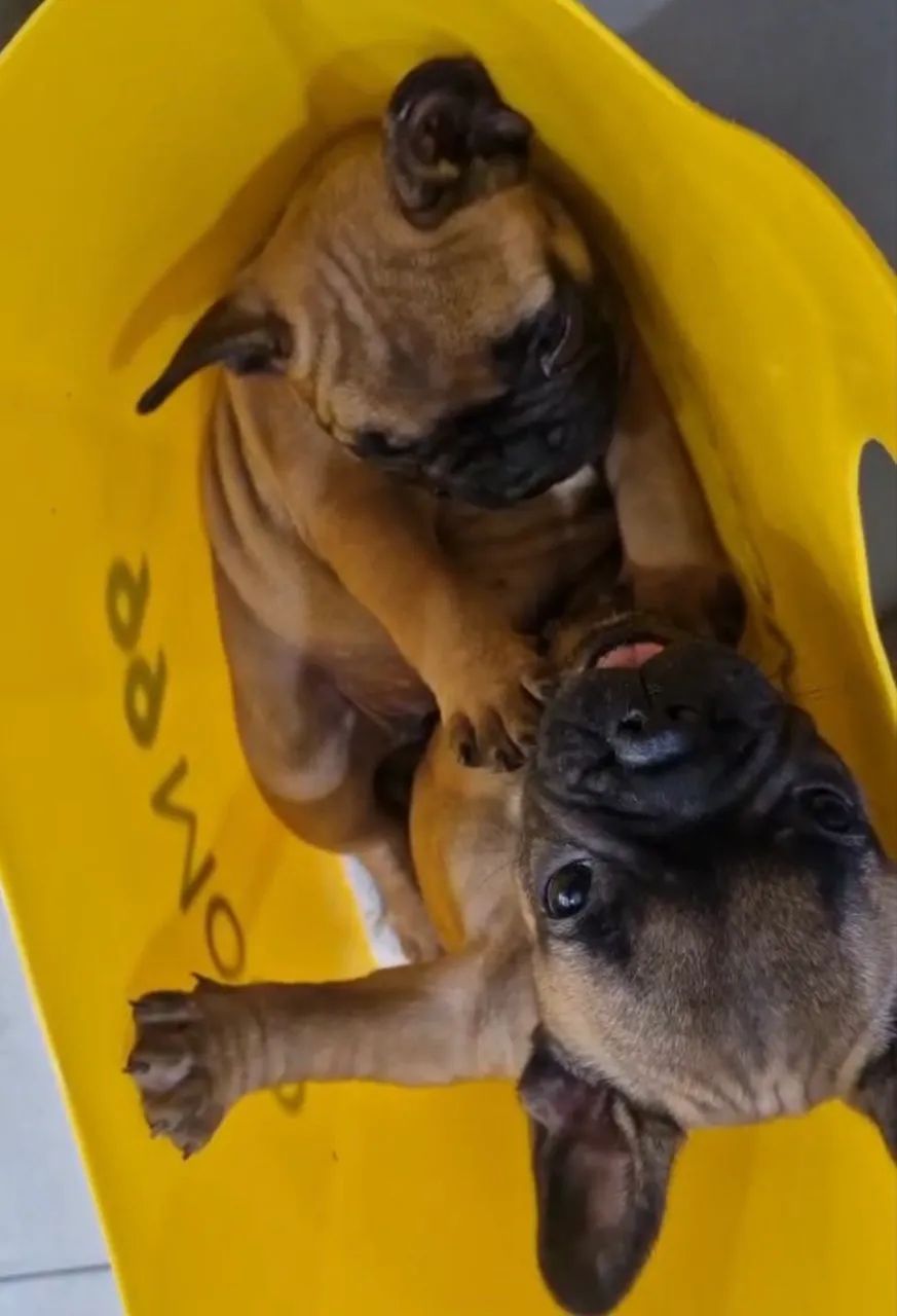 VENDE SE CACHORR O - Foto 2