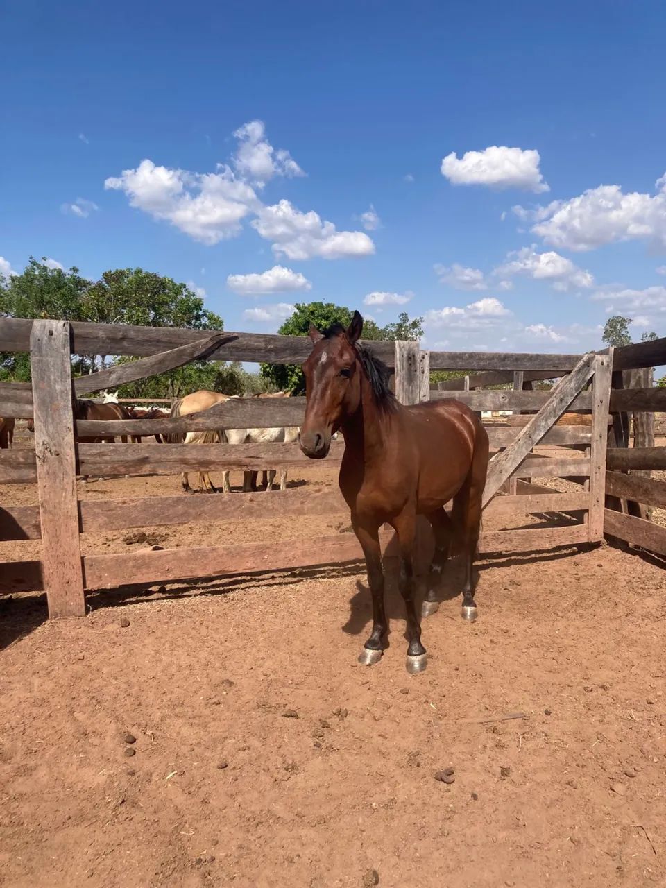 Vendo cavalo manso 