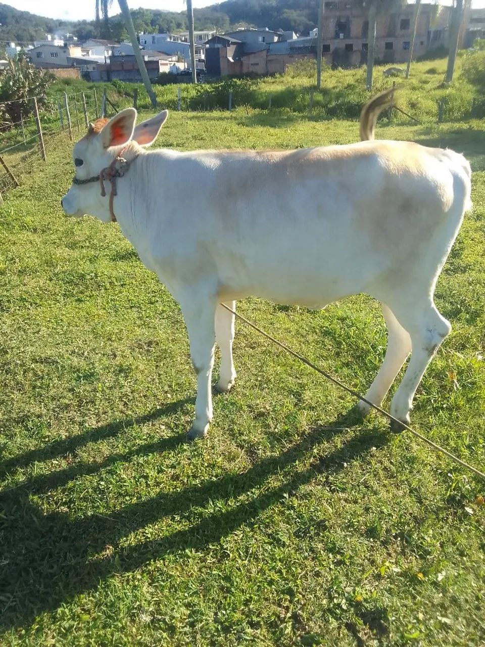 Vendo vaca com Bezerra  - Foto 5