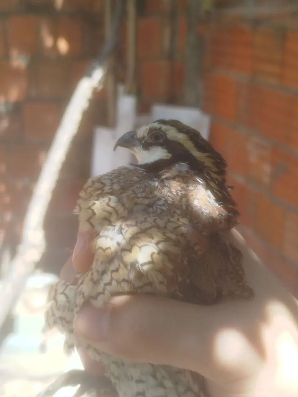 Codorna bobwhite (macho)