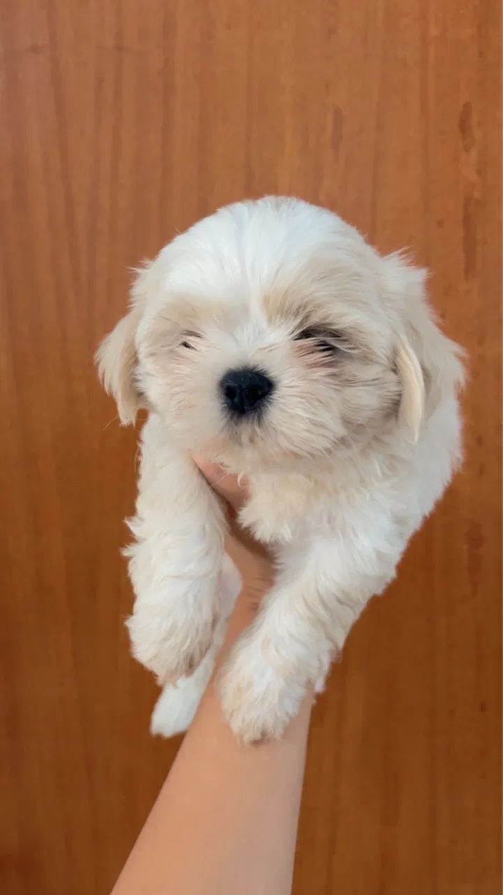 Shih Tzu  - Foto 2
