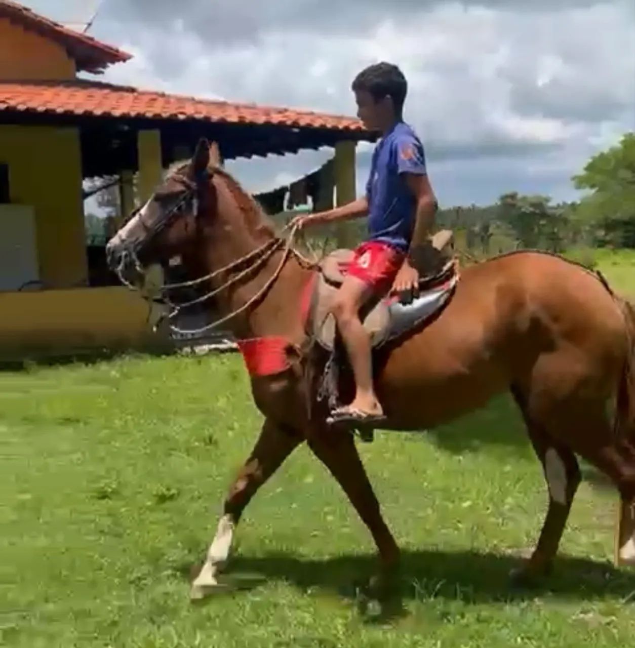 Potra quarto de Milha - Foto 3