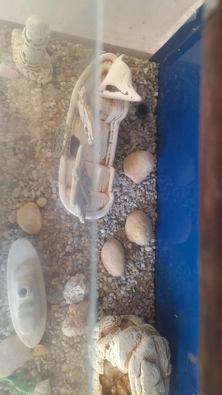 Aquário para peixes - Foto 4
