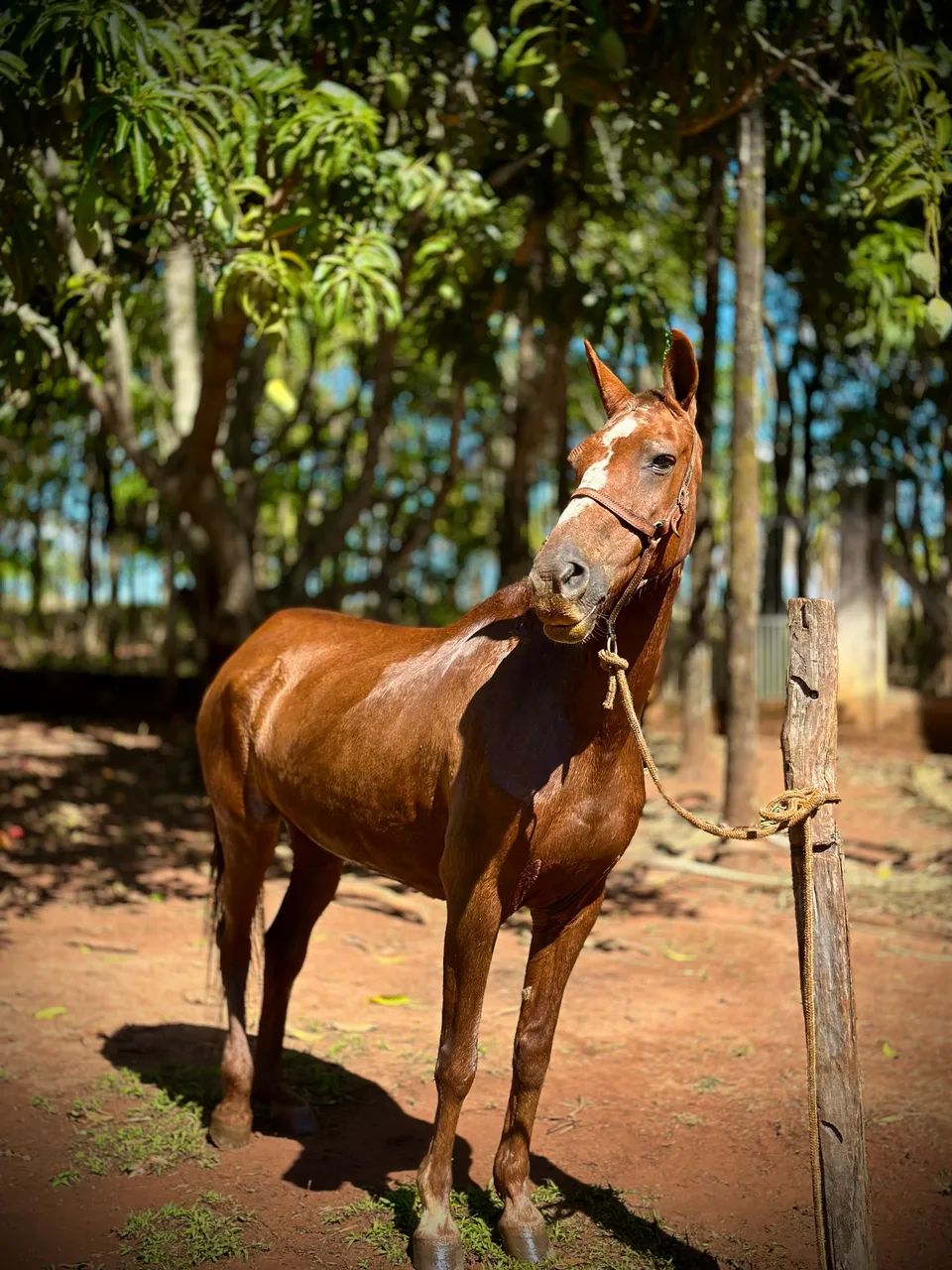 Vendo égua mangalarga  - Foto 2
