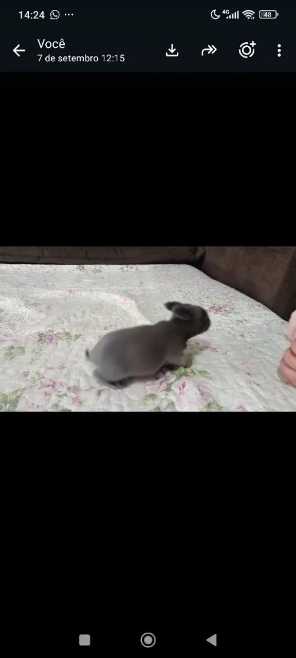 Mini coelhos  - Foto 2