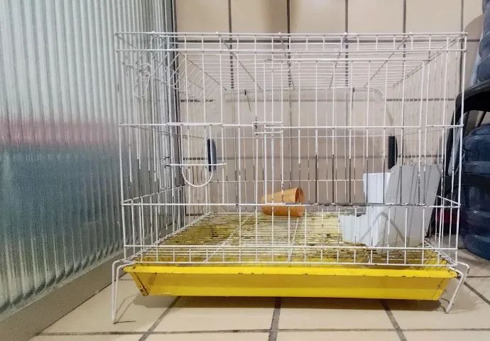 Gaiola para coelho / animais 