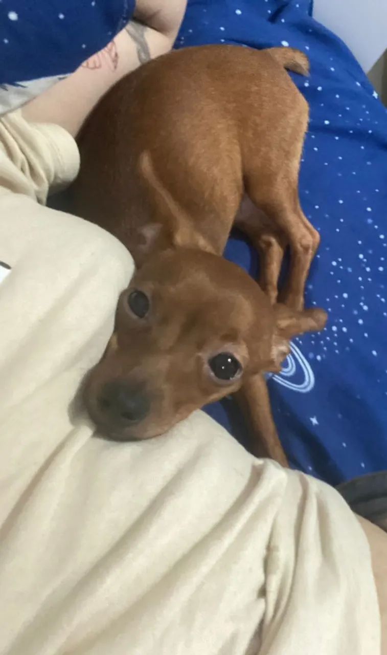 Pinscher ...0 e 1  - Foto 3