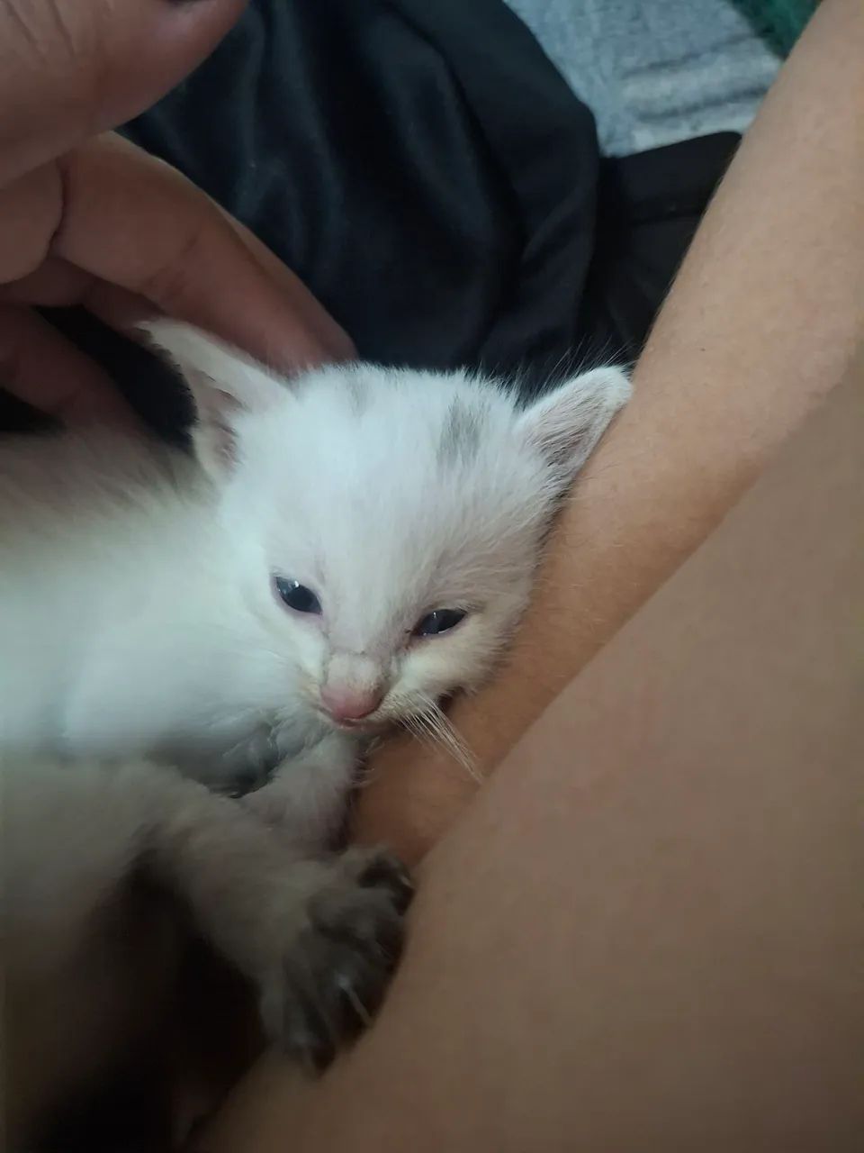 Gatinhos bebes - Foto 6