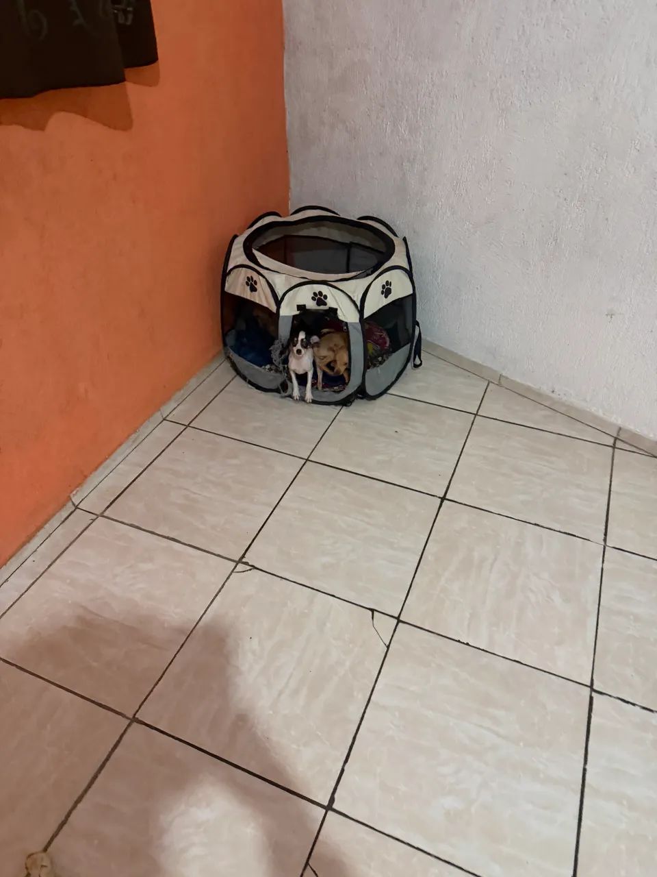 Doação de pinscher