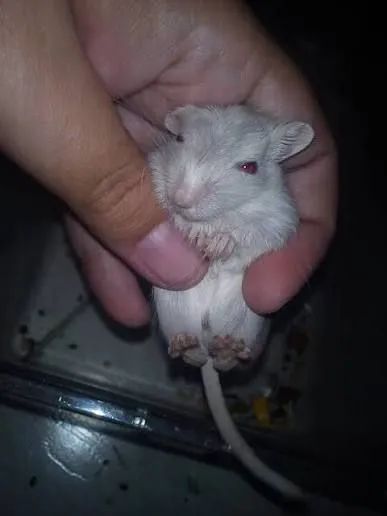 Gerbil - esquilos da Mongólia 