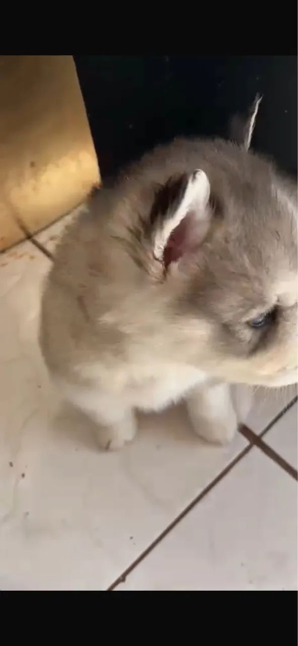Siberiano