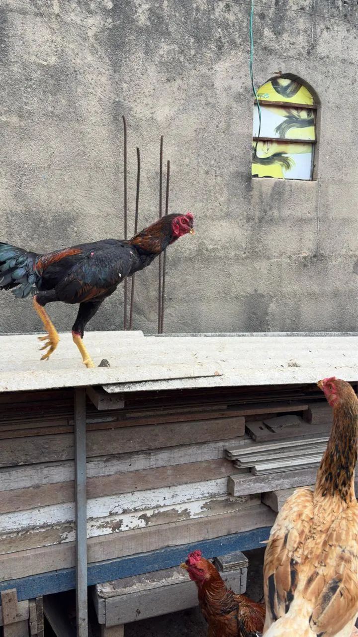 Frango índio  - Foto 2
