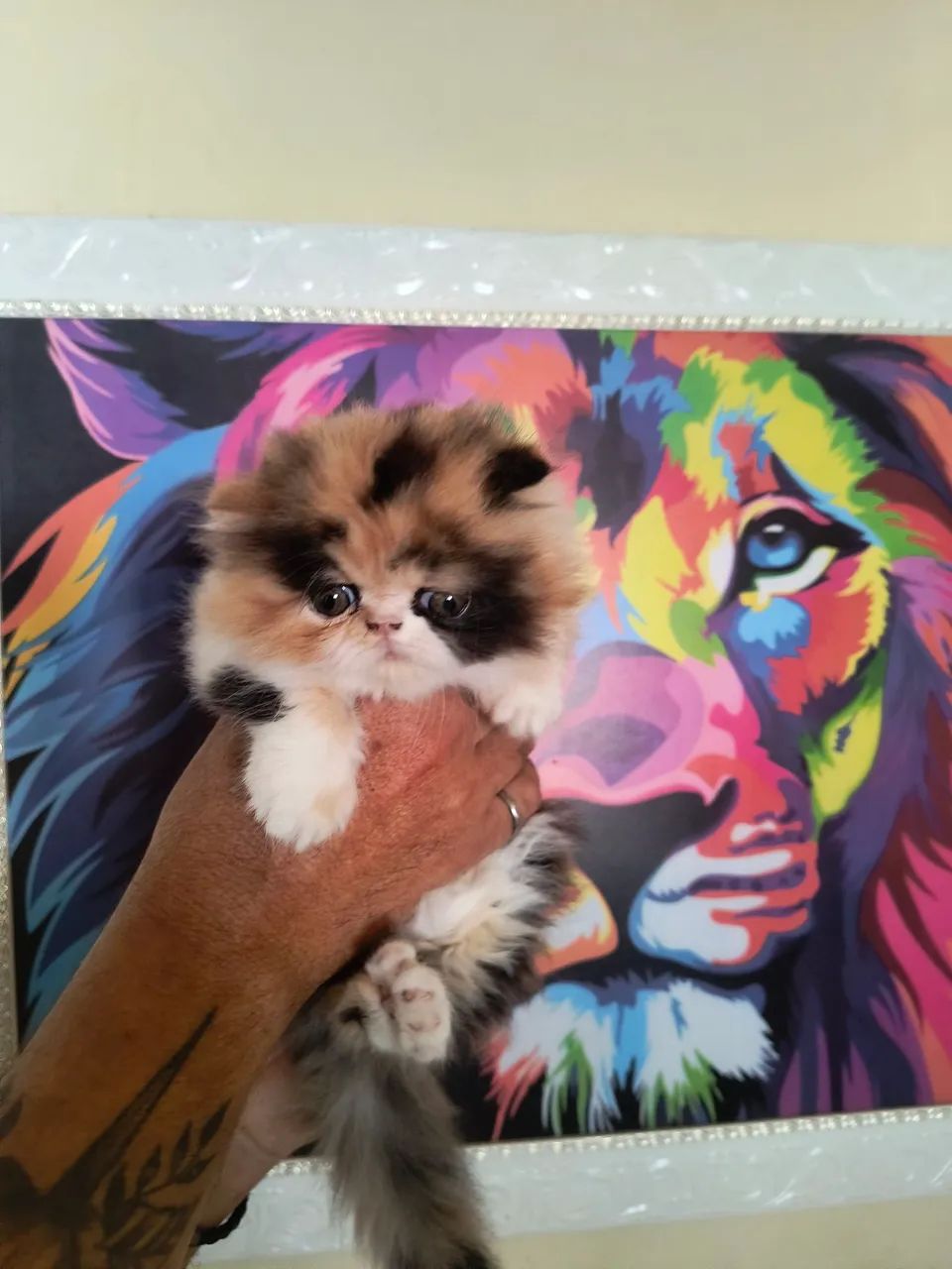Gato persa - Foto 2