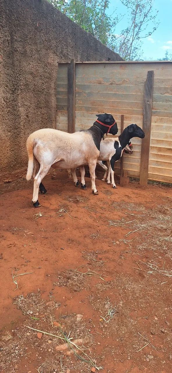 CARNEIRO E OVELHA - Foto 4