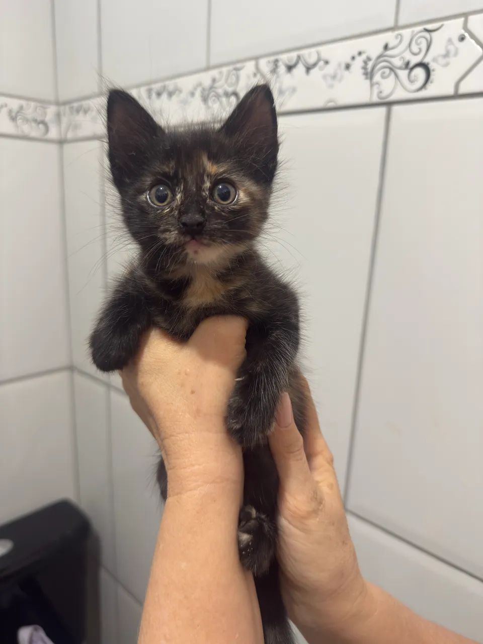 Lindos gatinhos para doação  - Foto 3