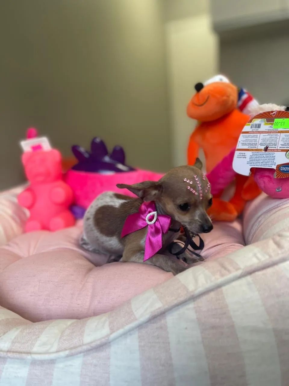 Pinscher 0  - Foto 3