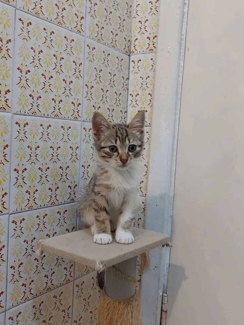 Adoção responsável 