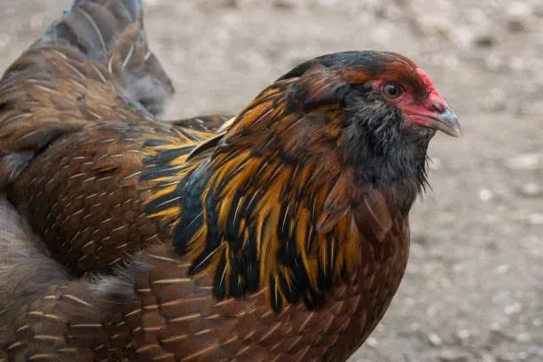 Ameraucana  - Foto 2