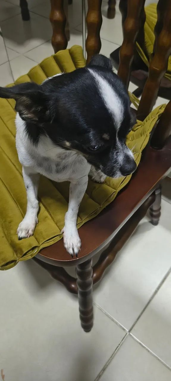 Vendo Pinscher Macho - Foto 5