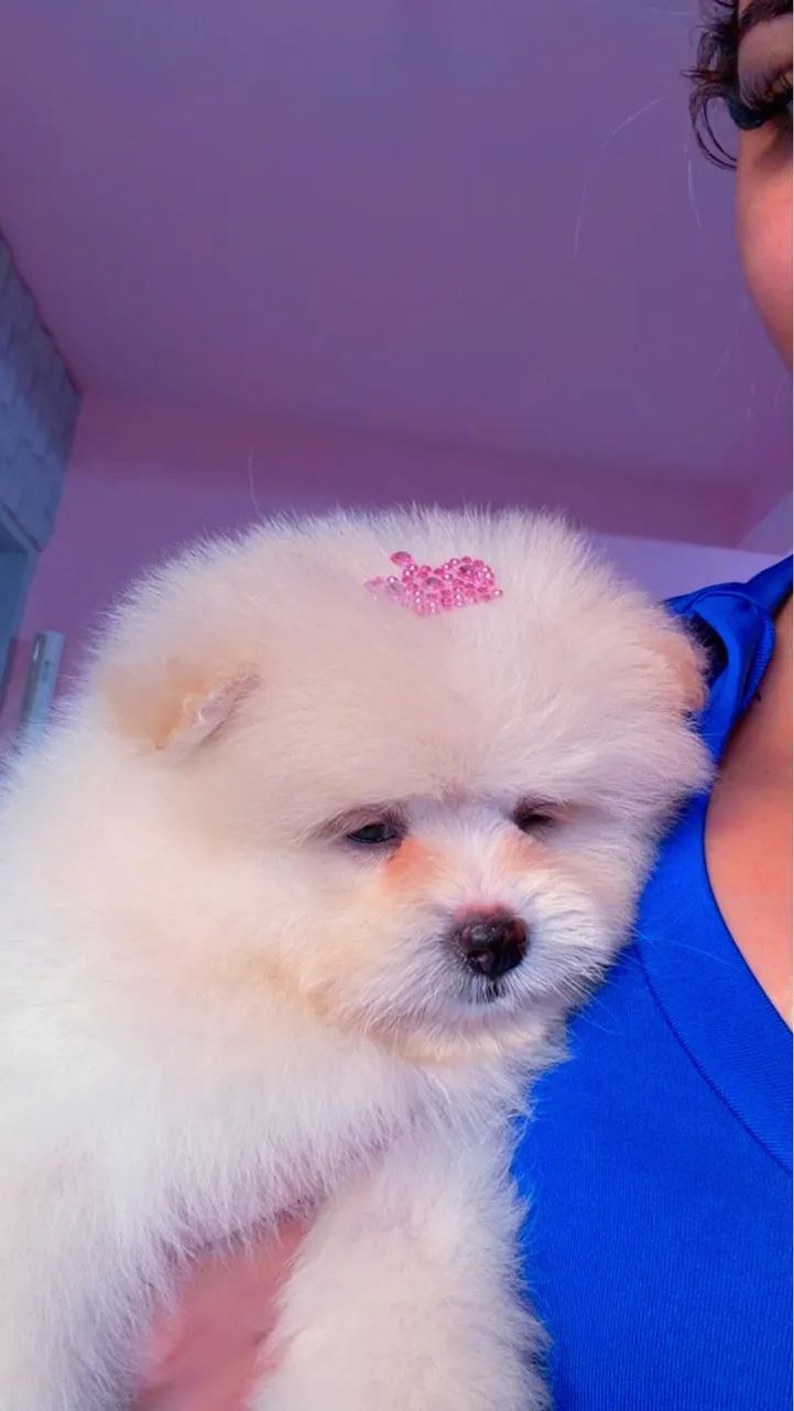 Vende-se Lulu da pomeranea fêmea . 