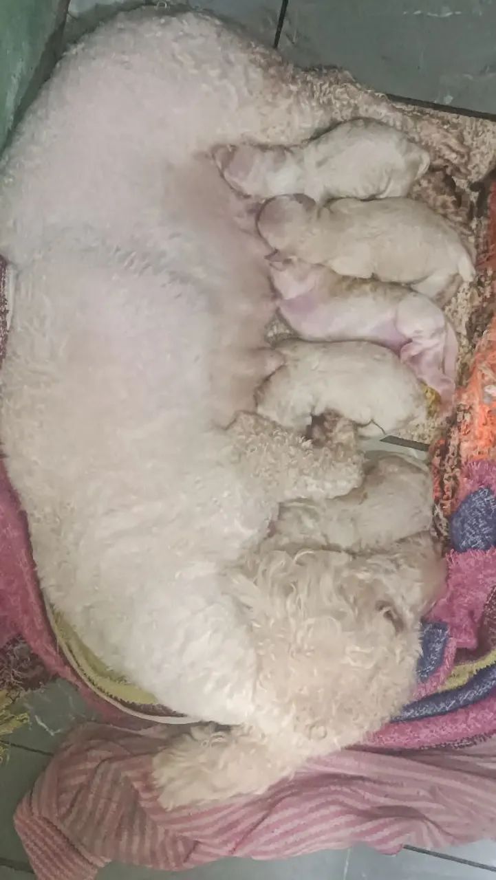 Filhotes de Poodle n° 1  - Foto 2
