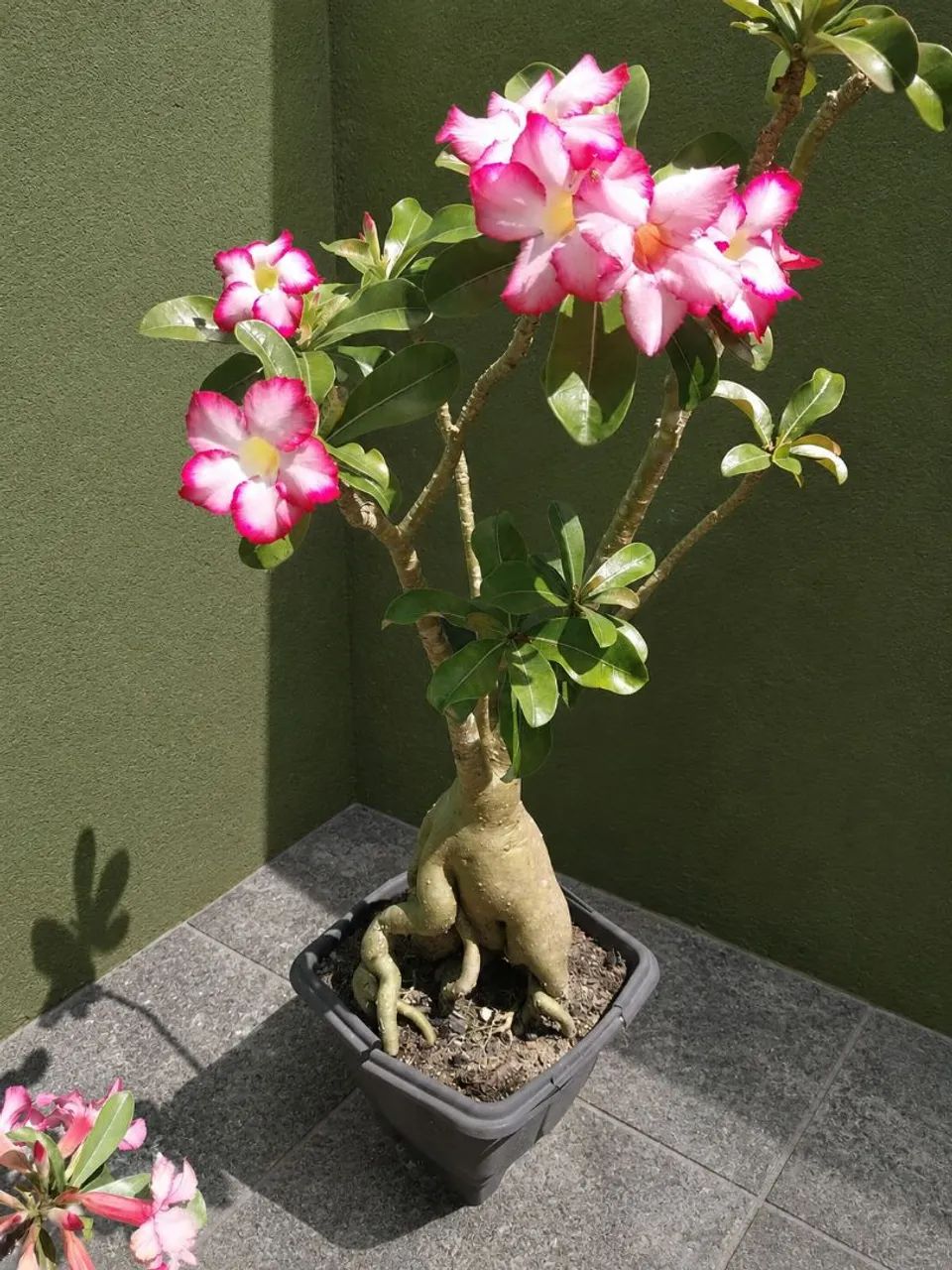 Rosa do Deserto 