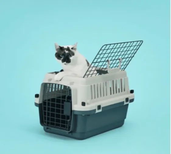 Caixa de transporte para Pet - Foto 6