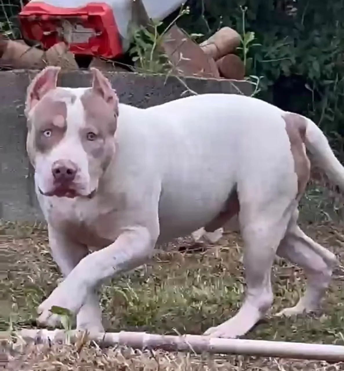 Filhote Pit Monster - Macho  - Foto 3
