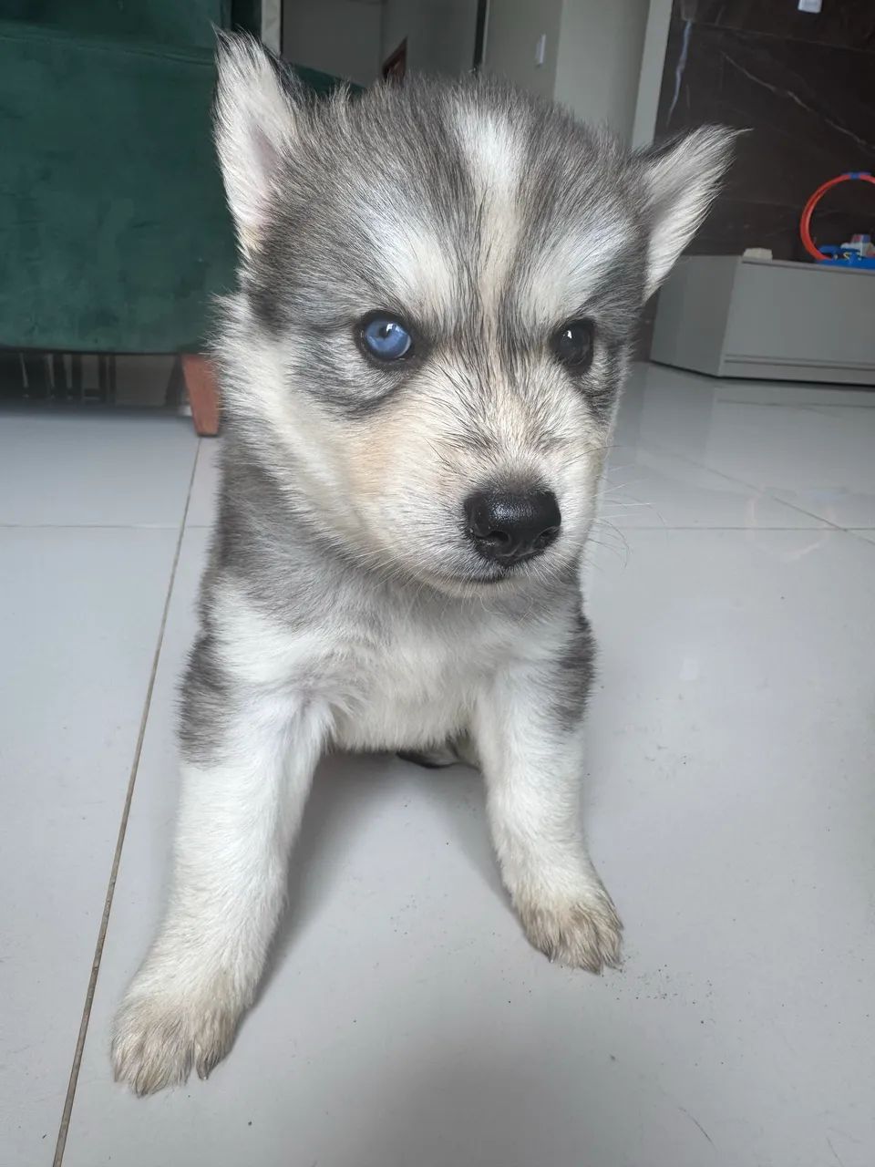 Filhotes de Husky Siberiano macho 45 dias - Foto 5