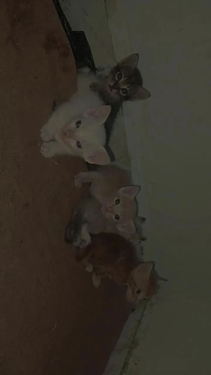 Gato para adoção  - Foto 2