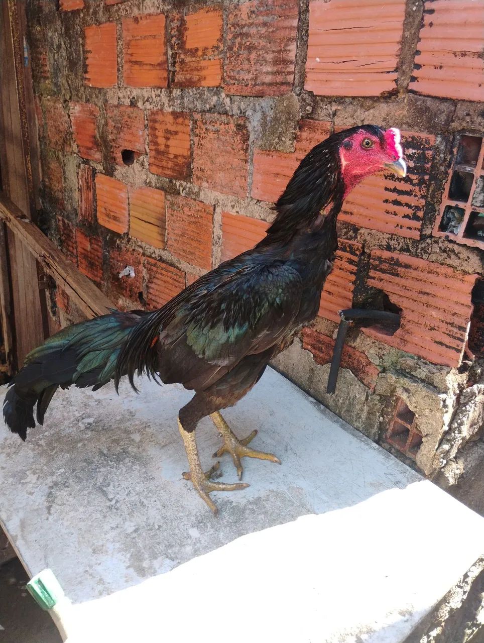 Frango tailandês 