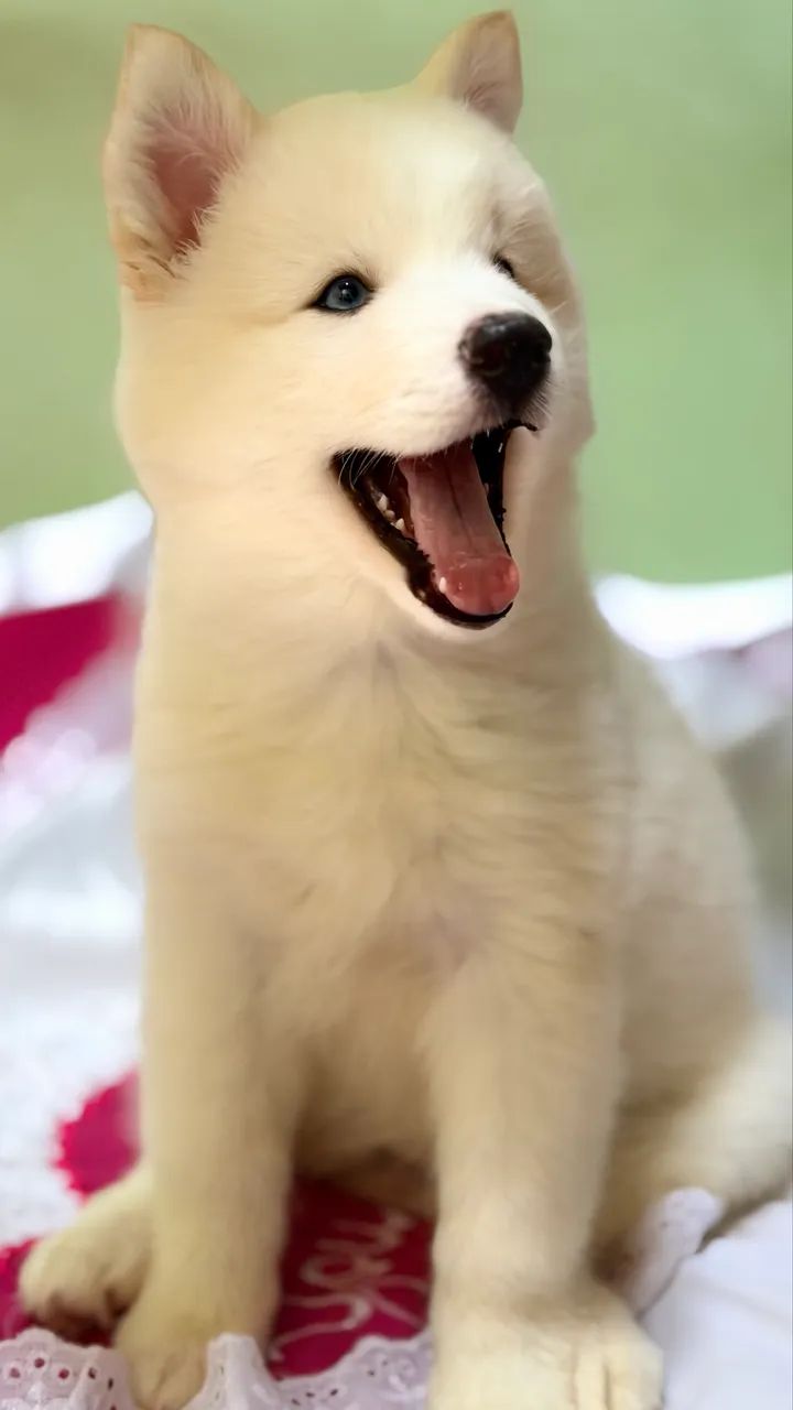 Husky Siberiano  - Foto 2