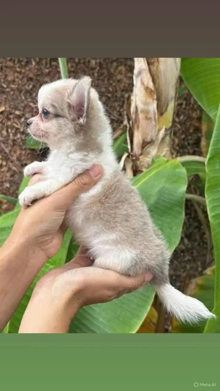 Venda Chihuahuas macho e fêmea - Foto 4