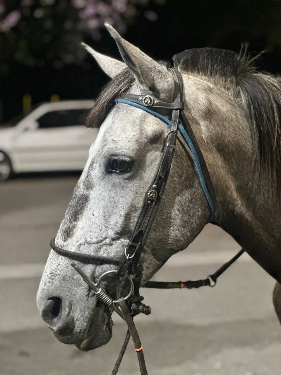 Cavalo - Foto 4