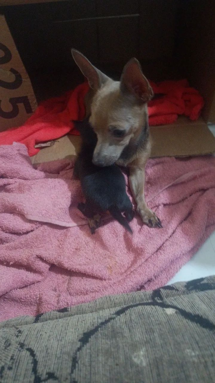 Vendo filhotes pinther  - Foto 5