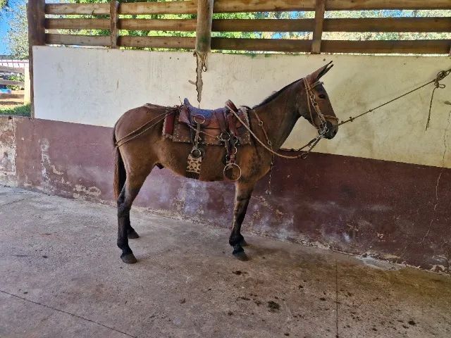 Burro  - Foto 2