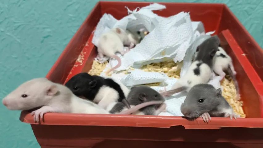 Ratos - Foto 2