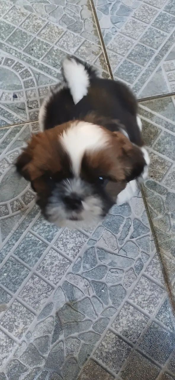 Shitzu