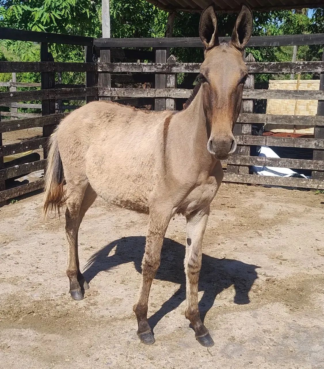 Burro - Foto 4