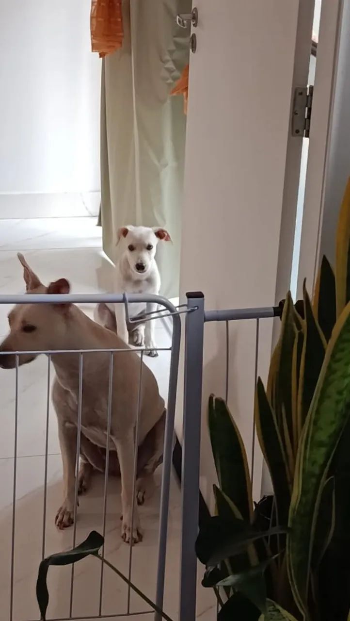 Adoção responsável  - Foto 3