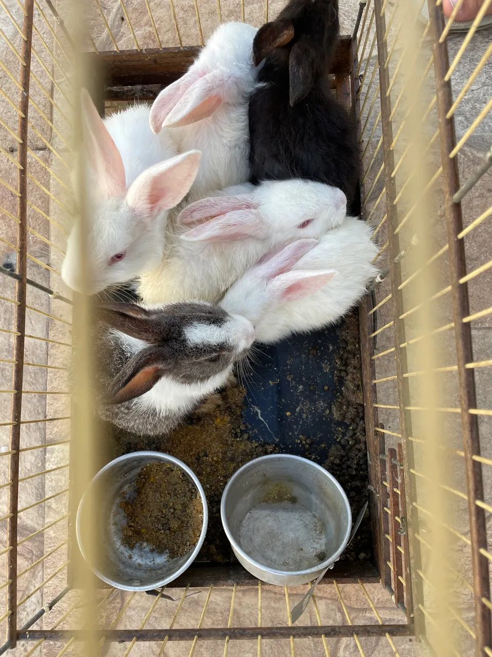 Coelhos