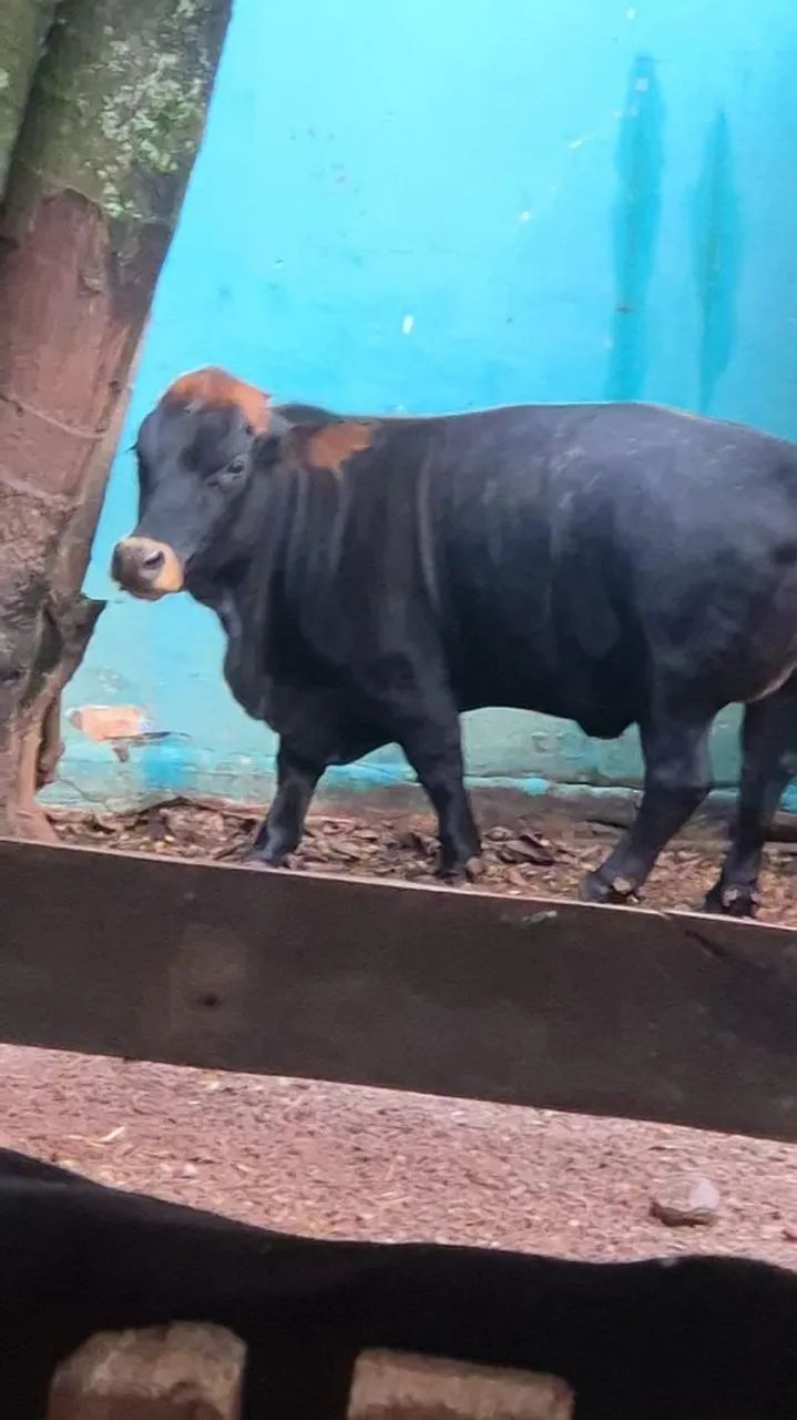 Mini vaca  - Foto 2